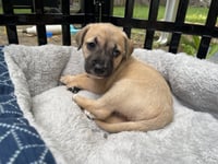 Kallie - Photo 15