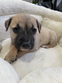 Kallie - Photo 18