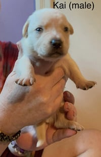 Kai - Photo 21
