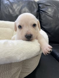 Kai - Photo 22