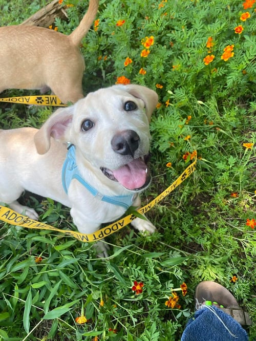 KAI - Pit Bull Terrier for adoption in Rockville