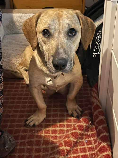 KALINDA - Labrador Retriever available for adoption