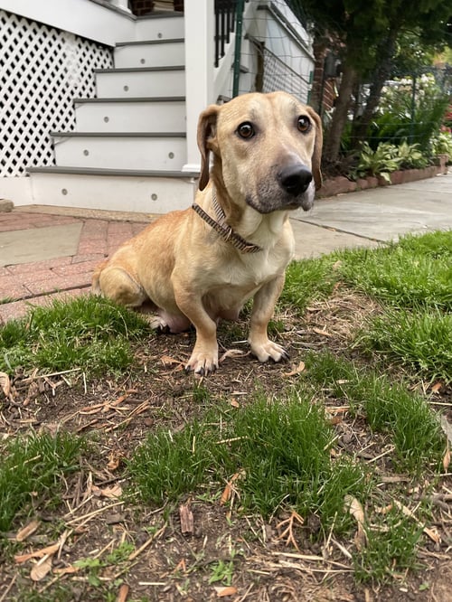 KALINDA - Labrador Retriever available for adoption