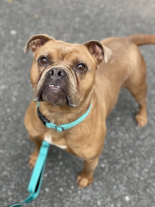 MCLOVIN - American Bulldog available for adoption