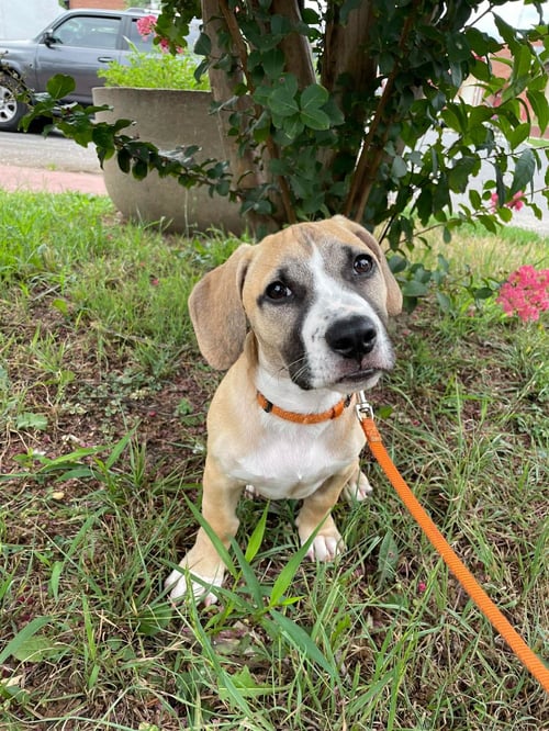 KING - Pit Bull Terrier for adoption in Rockville