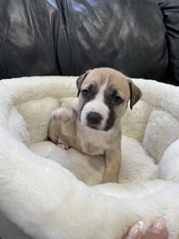 King - Photo 22