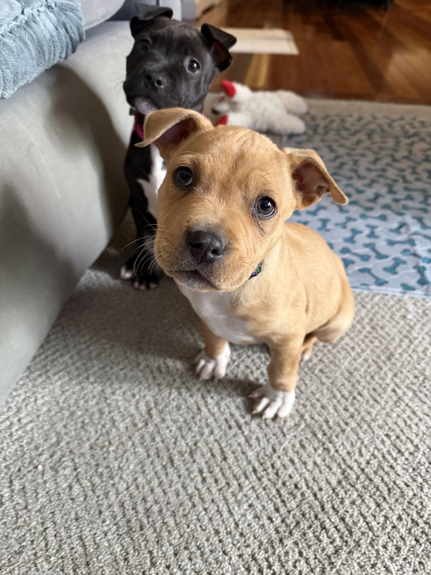 DR. WEBBER - Pit Bull Terrier for adoption in Rockville