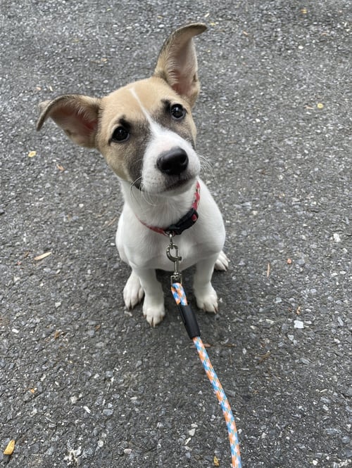 BLOSSOM - Terrier available for adoption