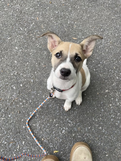 BLOSSOM - Terrier available for adoption