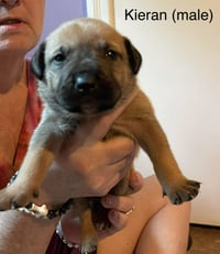 Kieran - Photo 1
