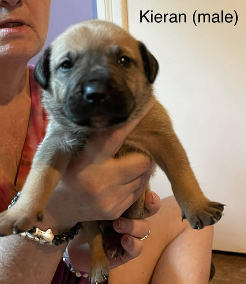 KIERAN - Labrador Retriever available for adoption