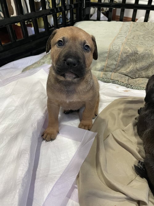 KIERAN - Labrador Retriever available for adoption
