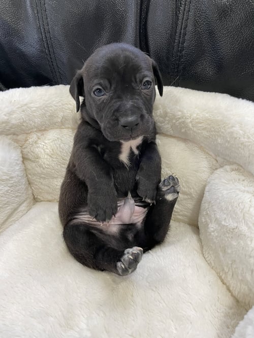 KNOX - Labrador Retriever available for adoption