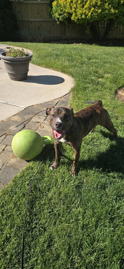 TIGER - Pit Bull Terrier available for adoption