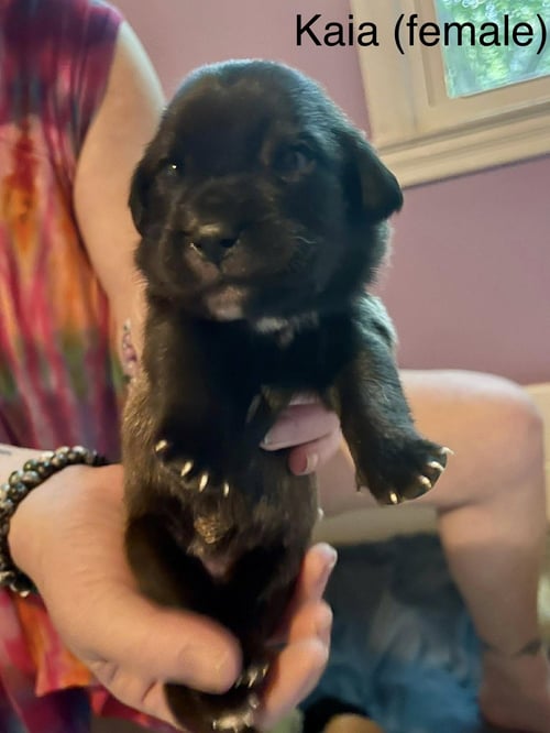 KAIA - Labrador Retriever available for adoption