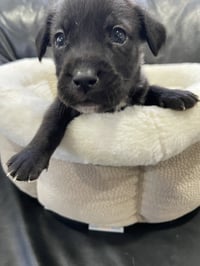 Kaia - Photo 2