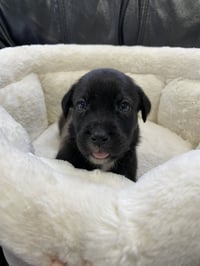 Kaia - Photo 4