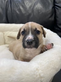 Krew - Photo 19