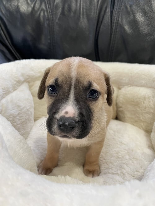 KREW - Labrador Retriever available for adoption