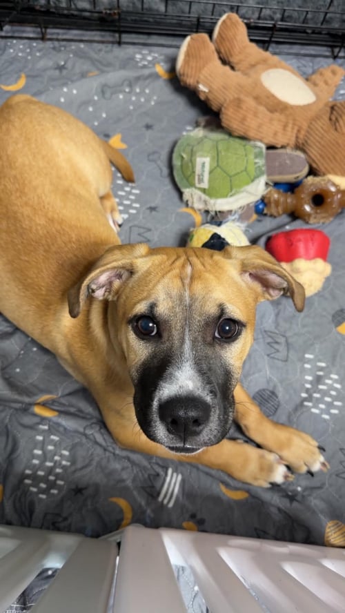 KREW - Pit Bull Terrier for adoption in Rockville