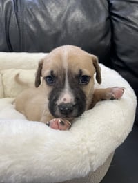 Krew - Photo 18