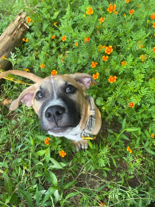 KREW - Pit Bull Terrier available for adoption