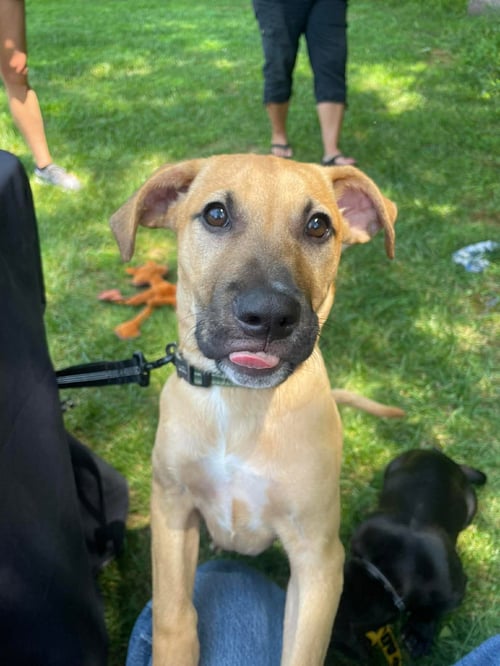 KOBE - Pit Bull Terrier available for adoption