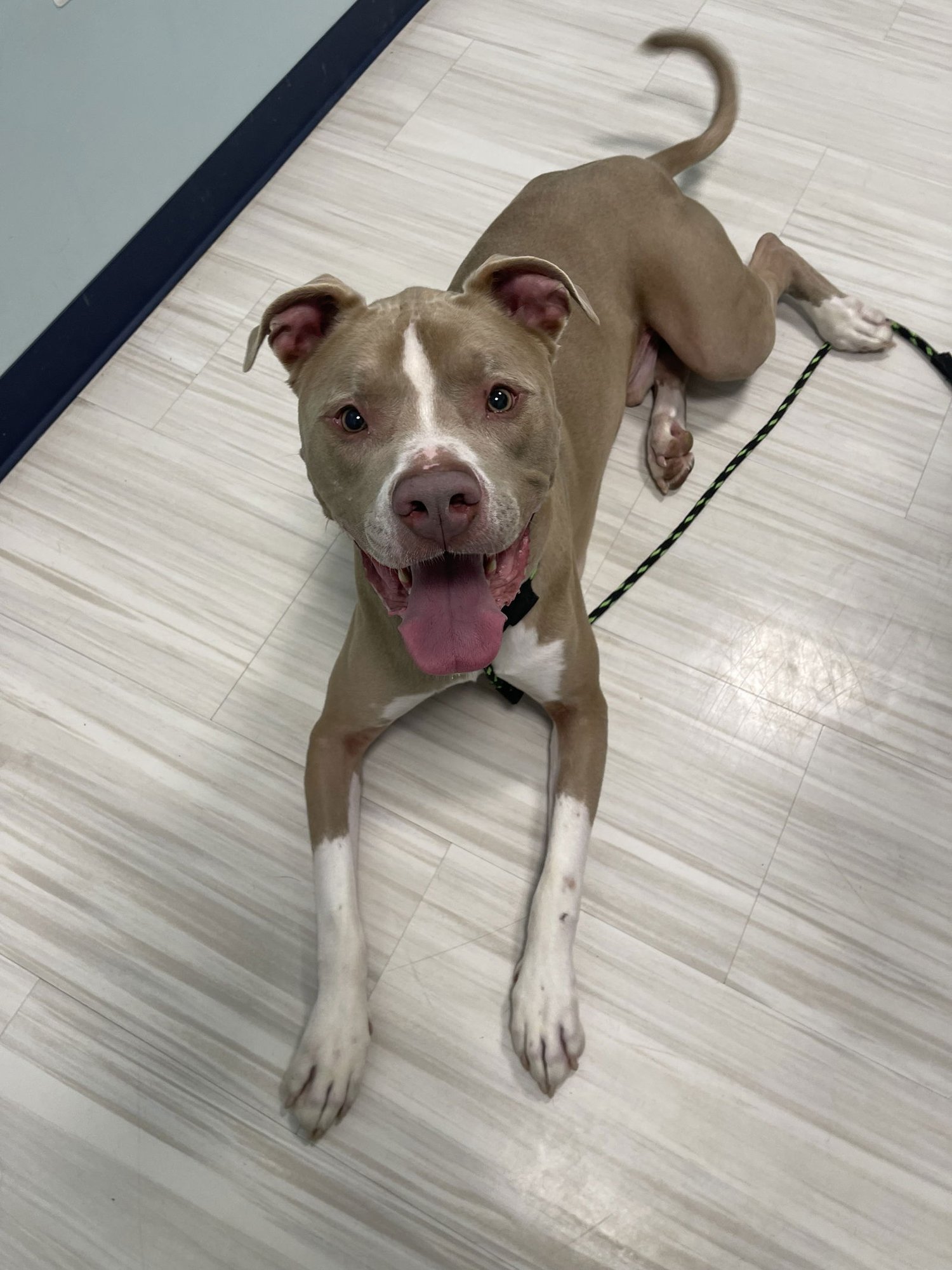 SASQUATCH - Pit Bull Terrier for adoption in Rockville