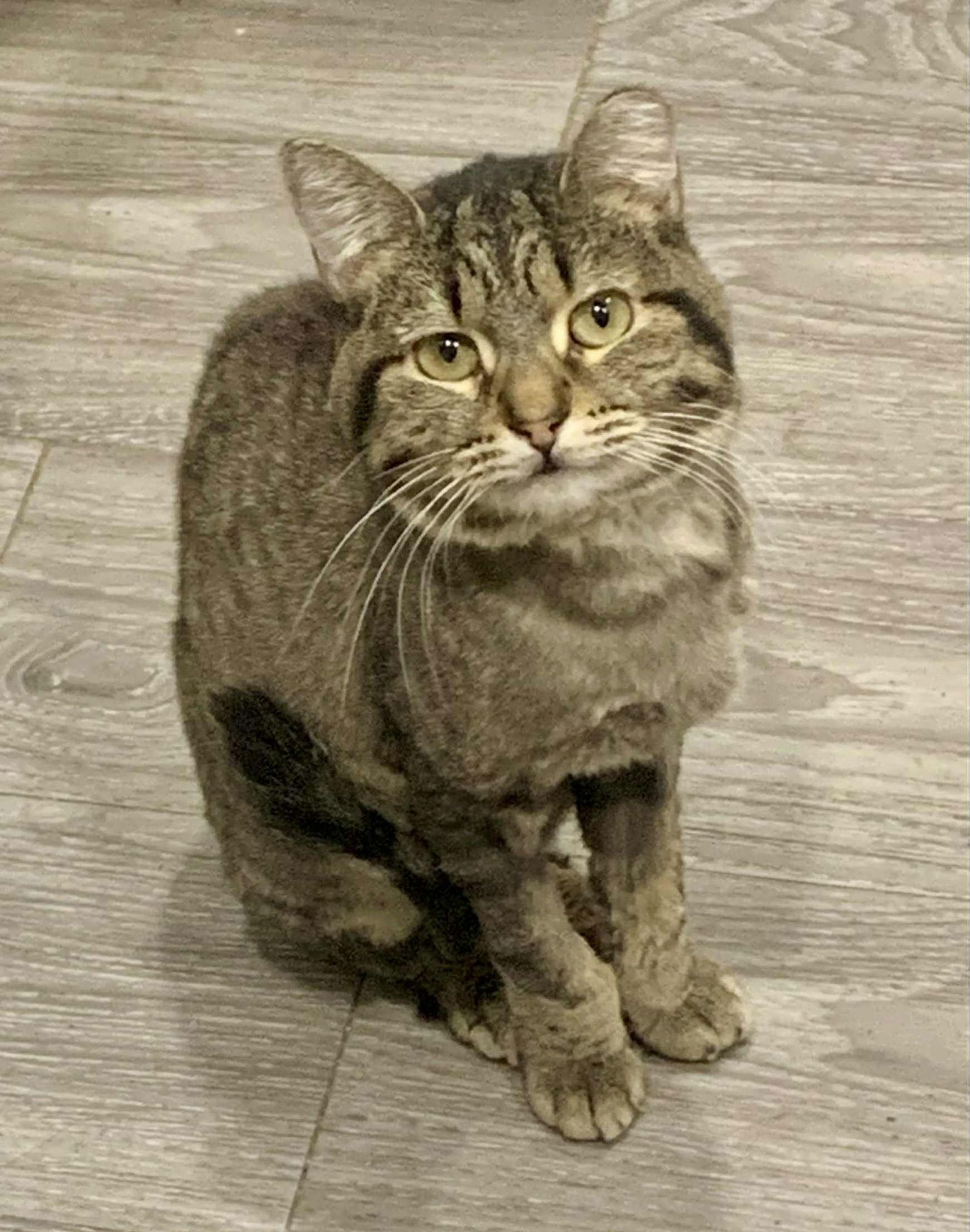 CAPRI - Domestic Short Hair available for adoption