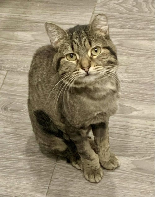 CAPRI - Domestic Short Hair for adoption in Phoenix