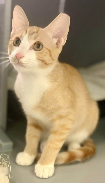 NALA - Domestic Short Hair / Tabby for adoption in Peoria