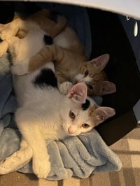 Nala - Photo 7