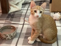 Nala - Photo 5