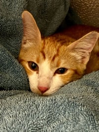 Nala - Photo 2