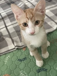 Nala - Photo 3