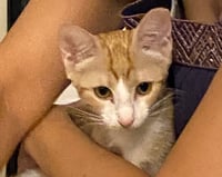 Nala - Photo 6