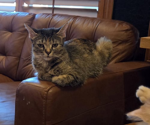 WILLOW - Domestic Short Hair available for adoption