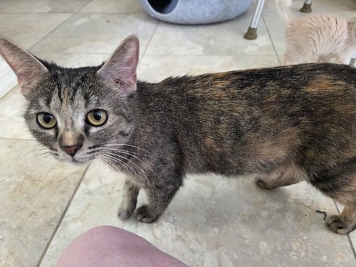 WILLOW - Domestic Short Hair available for adoption