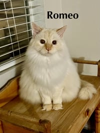 Romeo - Photo 1
