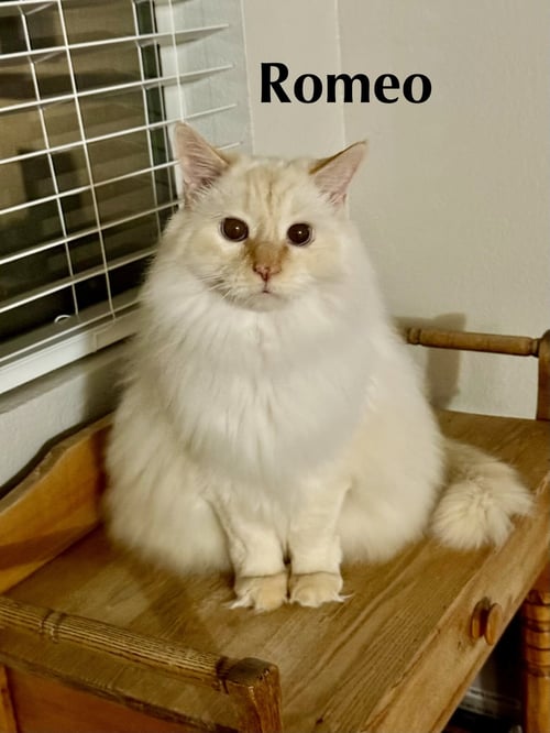 ROMEO - Norwegian Forest Cat / Siamese available for adoption