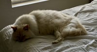 Romeo - Photo 2