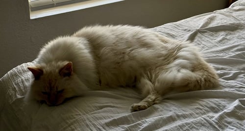 ROMEO - Norwegian Forest Cat / Siamese available for adoption