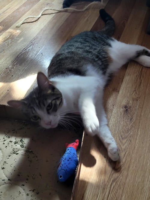 OTO - Domestic Short Hair available for adoption