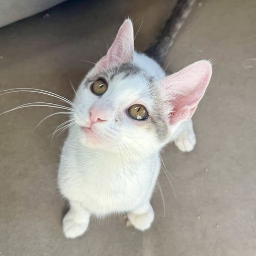 PLATINUM - Domestic Short Hair for adoption in Phoenix