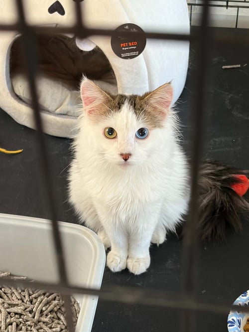 SIR BENJAMIN - Domestic Medium Hair available for adoption