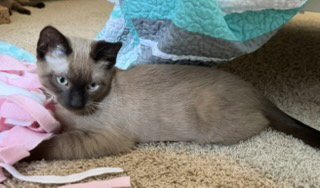 SUNNY - Domestic Short Hair / Siamese available for adoption