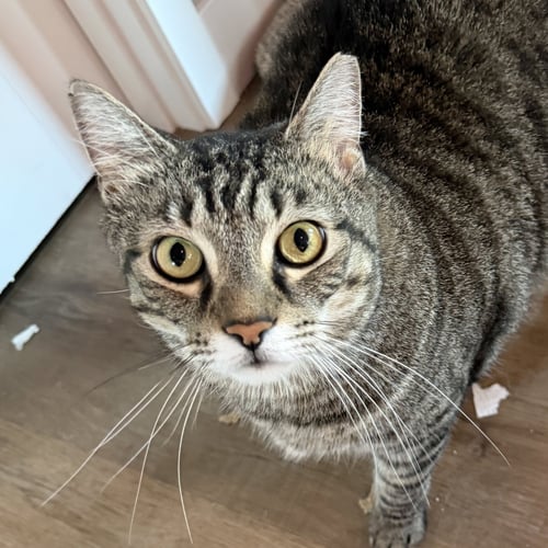 MOMMA - Domestic Short Hair / Tabby available for adoption