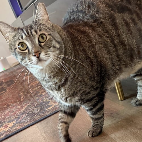 MOMMA - Domestic Short Hair / Tabby available for adoption