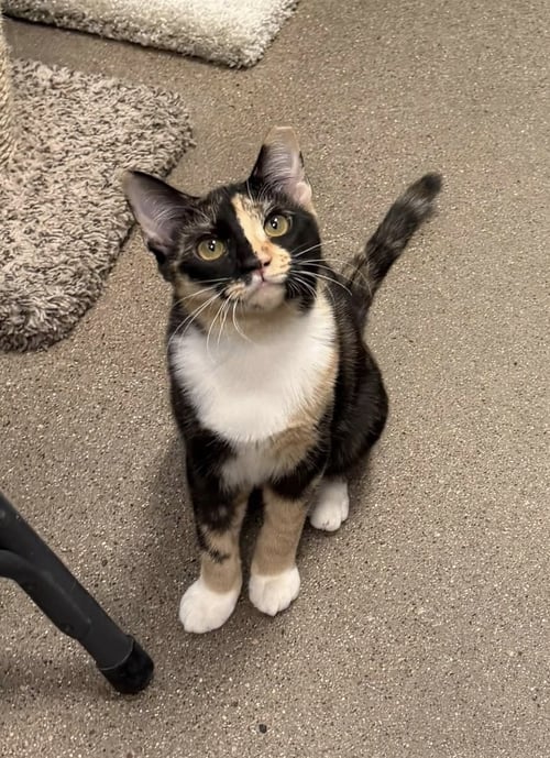 DELANCY - Domestic Short Hair for adoption in Phoenix