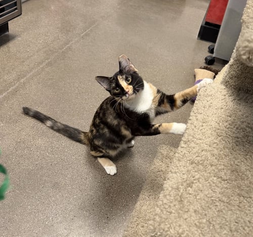DELANCY - Domestic Short Hair available for adoption